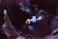 Black, orange, and white clownfish anemonefish