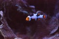 Black, orange, and white clownfish anemonefish