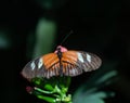 Black, Orange, and White Heliconius erato or Red Postman Butterfly with Open Wings Perched on a Pink Flower