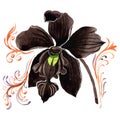 Black orchid floral botanical flower. Watercolor background illustration set. orchid illustration element.