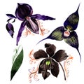 Black orchid floral botanical flowers. Watercolor background illustration set. Isolated orchid illustration element. Royalty Free Stock Photo