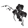 Black orchid with white outline