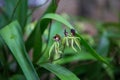 Black orchids in focus