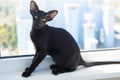 Black oriental cat looking on window Royalty Free Stock Photo