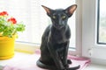 Black oriental cat on window sill Royalty Free Stock Photo