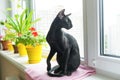 Black oriental cat on window sill Royalty Free Stock Photo