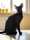 Black oriental cat with window Royalty Free Stock Photo