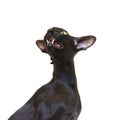 Black oriental funny cat