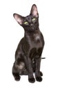 Black Oriental Shorthair Cat Royalty Free Stock Photo