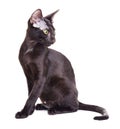 Black Oriental Shorthair Cat Royalty Free Stock Photo