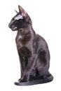 Black Oriental Shorthair Cat Royalty Free Stock Photo