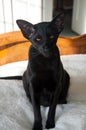 Black Oriental Shorthair Cat Portrait Royalty Free Stock Photo