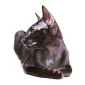 Black Oriental Shorthair Cat Royalty Free Stock Photo