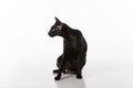 Black Oriental Shorthair Cat Sitting on White Table with Reflection. White Background. Royalty Free Stock Photo