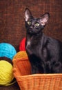 Black Oriental Shorthair Cat Sitting In Wooden Basket Royalty Free Stock Photo