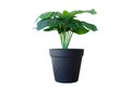 Black ornamental plant pots Royalty Free Stock Photo