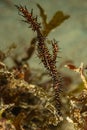 black ornate ghost pipefish fish