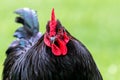 Black Orpington chicken in a green farmland Royalty Free Stock Photo