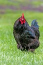Black Orpington chicken in a green farmland Royalty Free Stock Photo