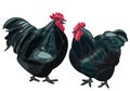 black orpington chicken Royalty Free Stock Photo