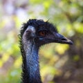 Black ostrich bird portrait