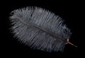 Black ostrich feather isolated on black background