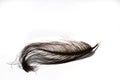 Black ostrich feather isolated on white background Royalty Free Stock Photo