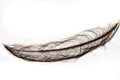 Black ostrich feather isolated on white background Royalty Free Stock Photo