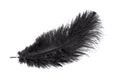 A black ostrich feather on a white isolated background Royalty Free Stock Photo