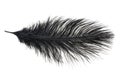 A black ostrich feather on a white isolated background Royalty Free Stock Photo