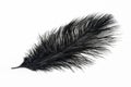 A black ostrich feather on a white isolated background Royalty Free Stock Photo