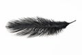 A black ostrich feather on a white isolated background Royalty Free Stock Photo