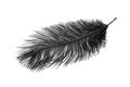 A black ostrich feather on a white isolated background Royalty Free Stock Photo