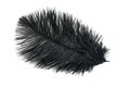 A black ostrich feather on a white isolated background Royalty Free Stock Photo