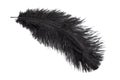 A black ostrich feather on a white isolated background Royalty Free Stock Photo