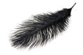 A black ostrich feather on a white isolated background Royalty Free Stock Photo