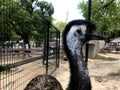 A black ostrich was looking inside the cage Royalty Free Stock Photo