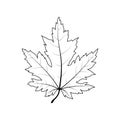 Black outline drawing of maple leaf Royalty Free Stock Photo