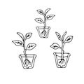 Black outline hand drawing vector illustration of a group of small Dumb cane plants with roots transplanting in a pots isolated on