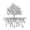 Black outline hand drawing vector illustration of a leafless tree with roots in winter isolated on a white background Royalty Free Stock Photo