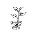 Black outline hand drawing vector illustration of a small Dumb cane plant with roots transplanting in a pot isolated on a white
