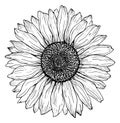 Black outline sunflower line art isolated on white background. Hand drawing botanical vector illustration