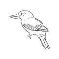 black outlined kookaburra bird-vector drawing, kookaburra vector sketch illustration on white background