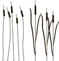 Black outlines of cattail vector illustration