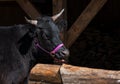 Black oxen tied up with purple halter