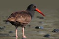 Black Oystercatcher on the Beach