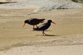 Black Oystercatcher on the beach