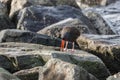 Black Oystercatcher bird