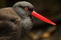 Black Oystercatcher Bird Feathers Bright Red Beak