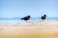 Black Oystercatcher bird